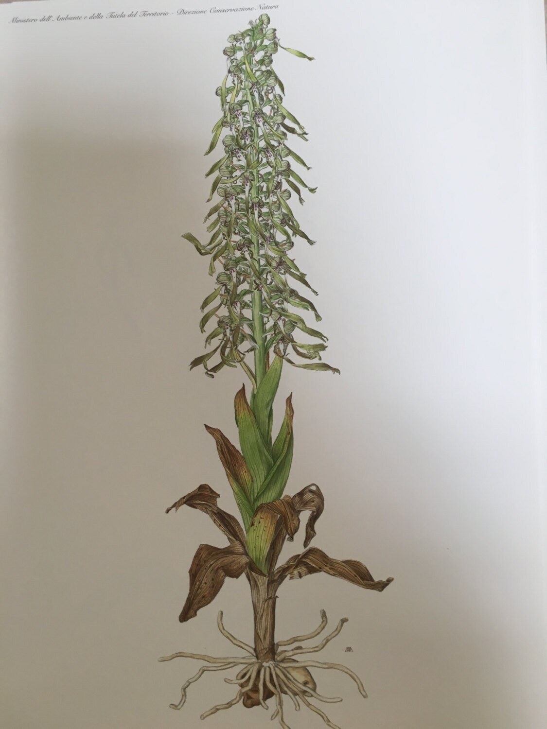 Iconography of Italian Orchids