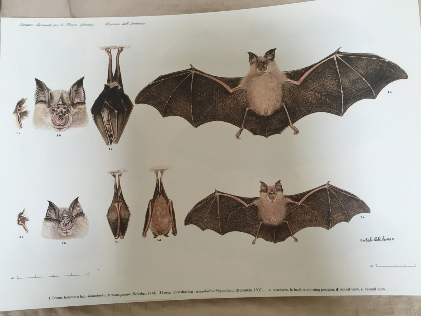 Italian Mammals