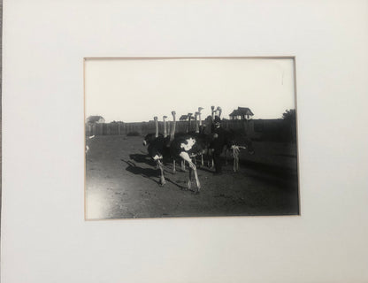Antique Vintage Black and White Photograph of Ostrich Farm