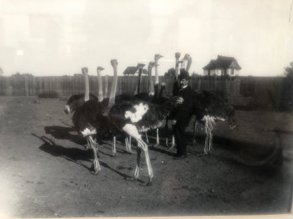 Antique Vintage Black and White Photograph of Ostrich Farm