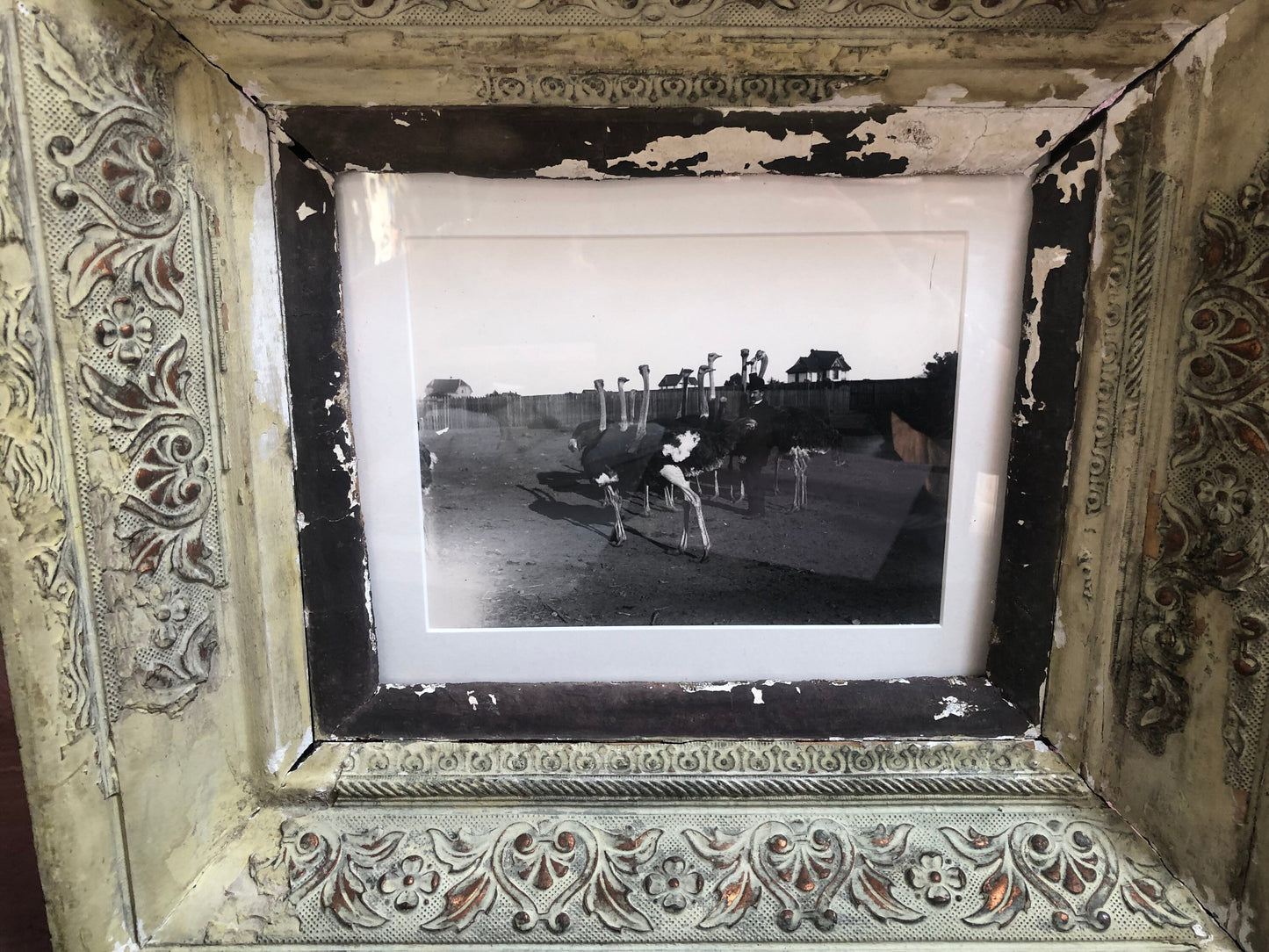 Antique Vintage Black and White Photograph of Ostrich Farm