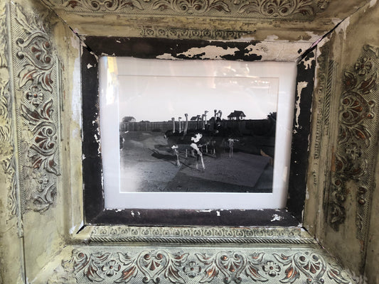 Antique Vintage Black and White Photograph of Ostrich Farm