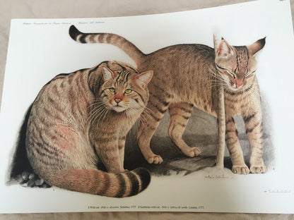 Italian Mammals