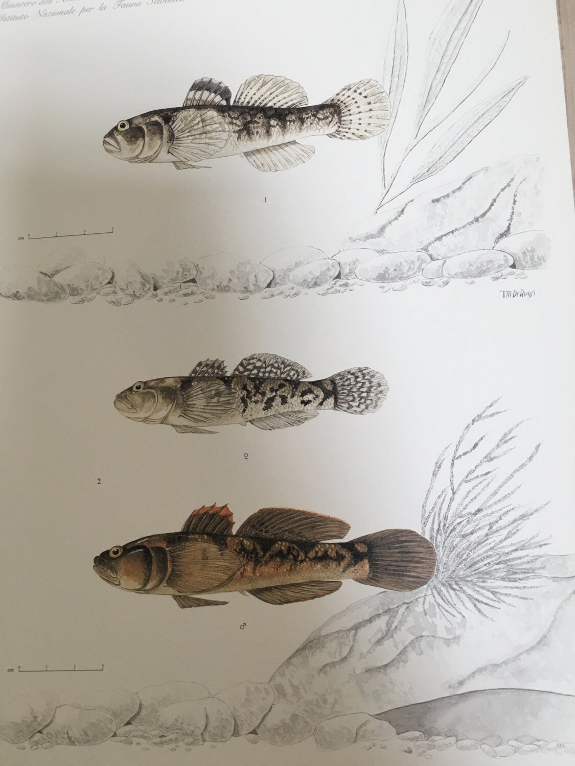 Iconography of Inland Water Fishes