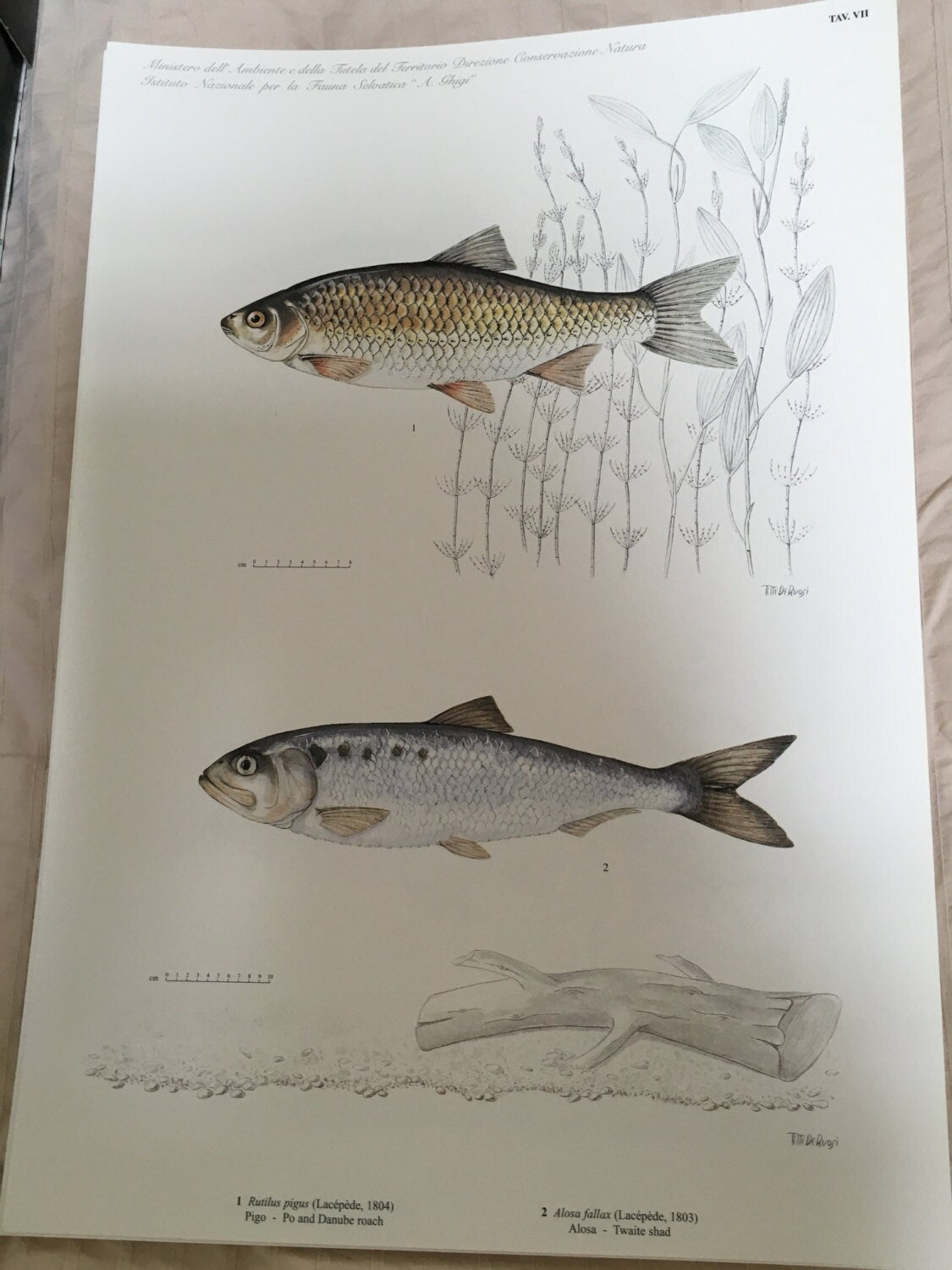 Iconography of Inland Water Fishes