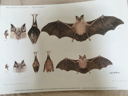 Italian Mammals