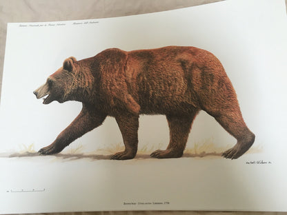 Italian Mammals